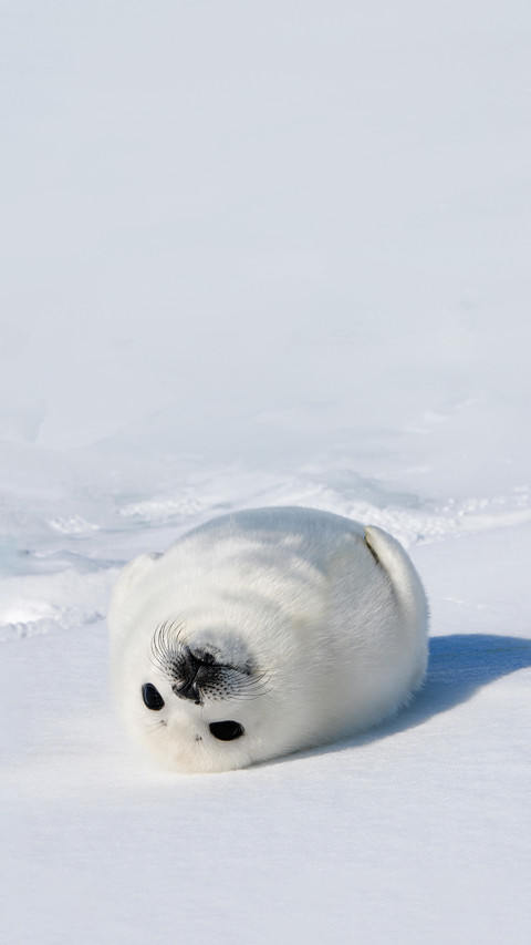 Baby Harp Seal Magdalen Islands preview
