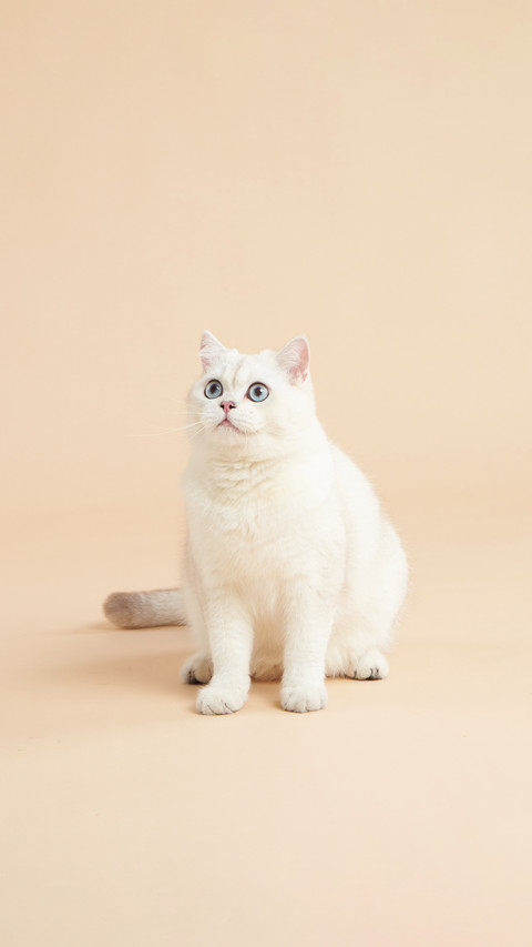 Do cats like being patted on their heads preview