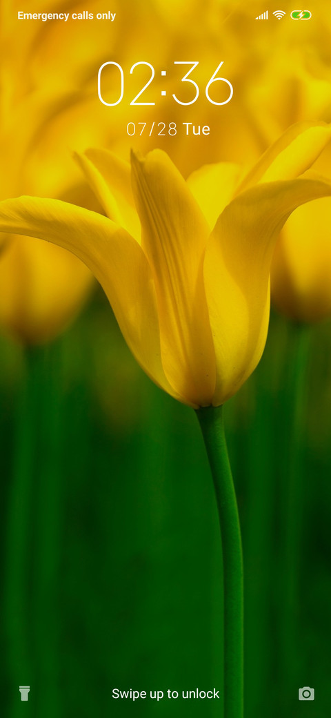 Yellow tulip_3MDS preview