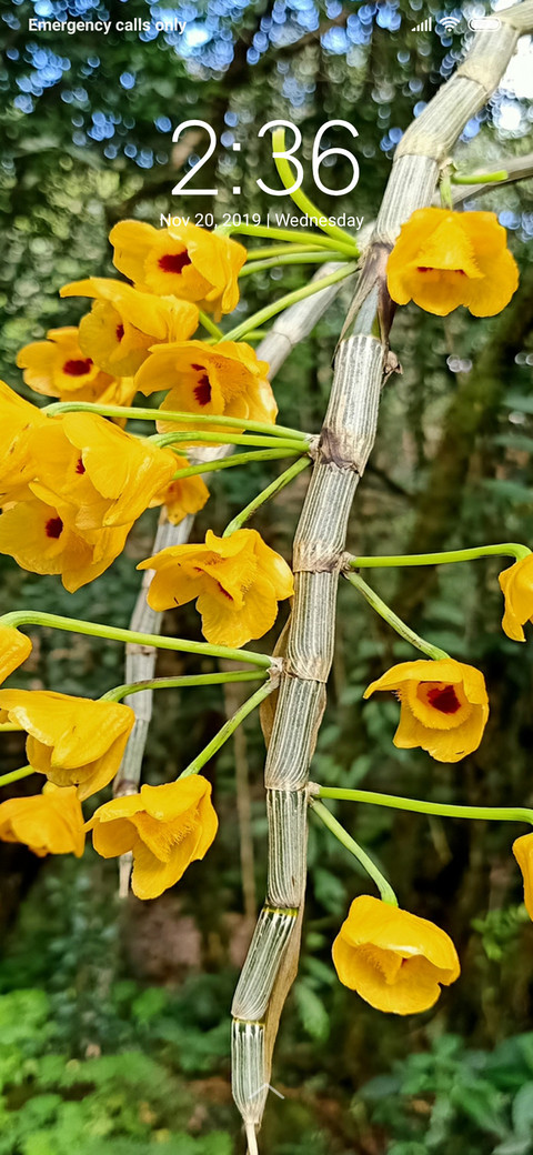 Yellow Flower Group_DWM3 preview