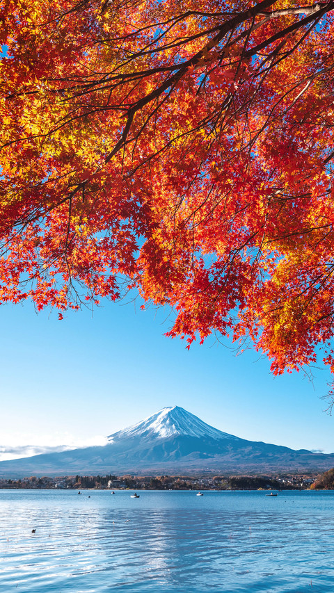Do Japanese maple leaves look good 85 preview