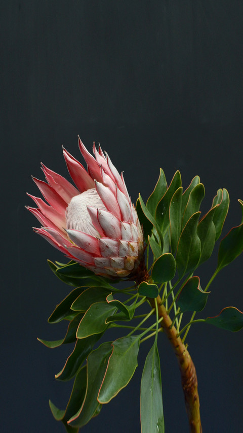 Beautiful to Amazing Flowers and Plants 0 preview