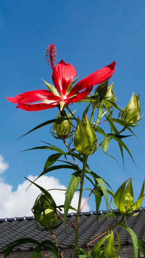 Hibiscus flower preview