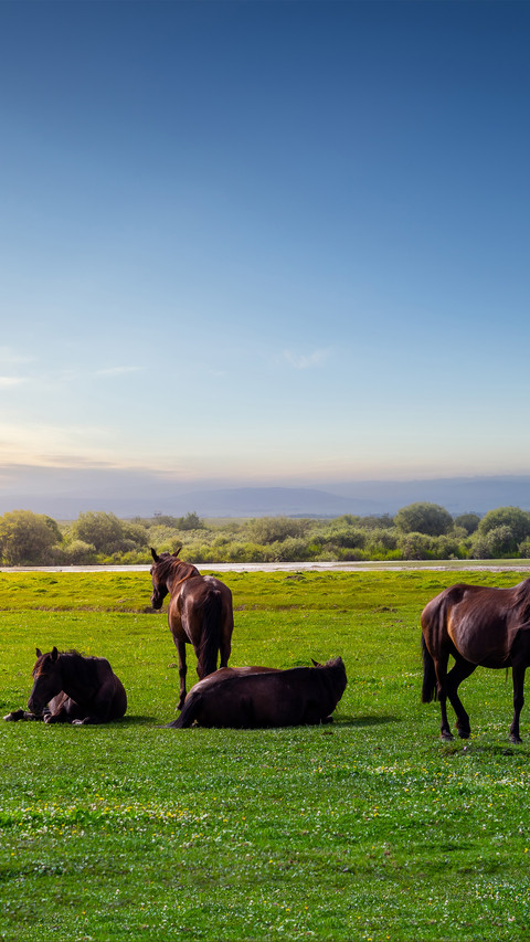 The herd of horses in xinjiang wetlands preview