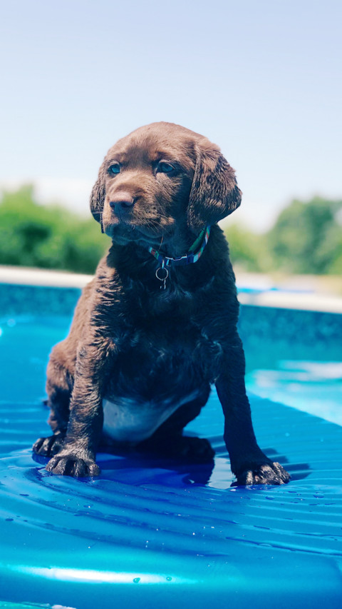 Cute Pups (5) preview