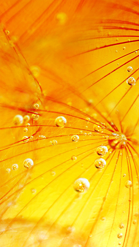 Embracing Nature preview