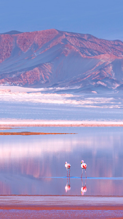 James's flamingo or Puna flamingo preview