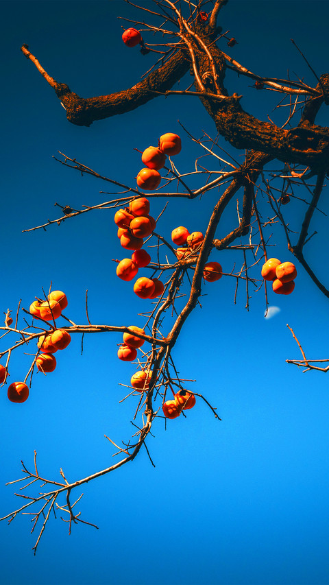 The persimmons have turned red preview