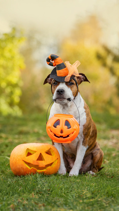 American staffordshire terrier dog preview