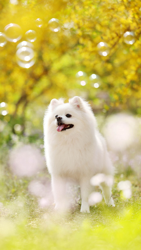 Healthy food for Pomeranians 3 preview
