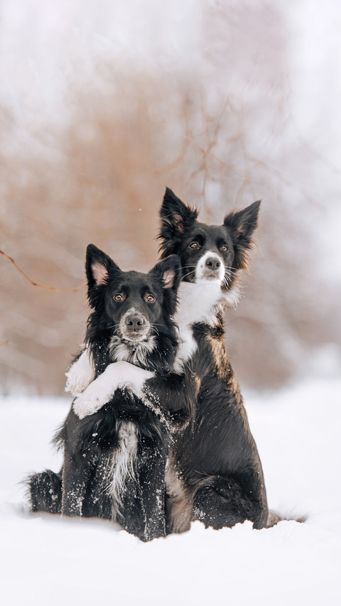 Two adorable black dogs hugging outdoors in winter preview
