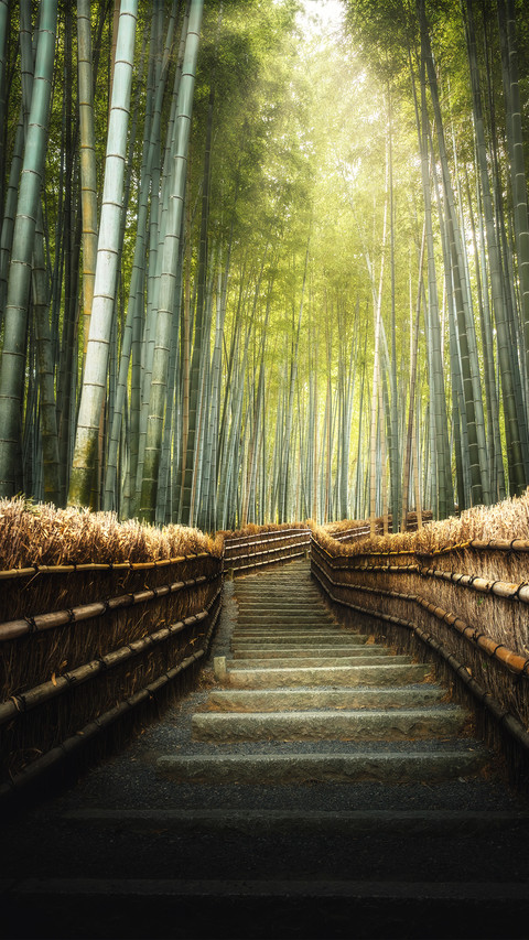 Bamboo forest path preview