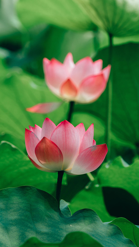 荷花是莲花吗？ preview