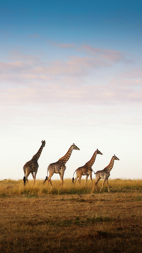 international_animal (7) preview