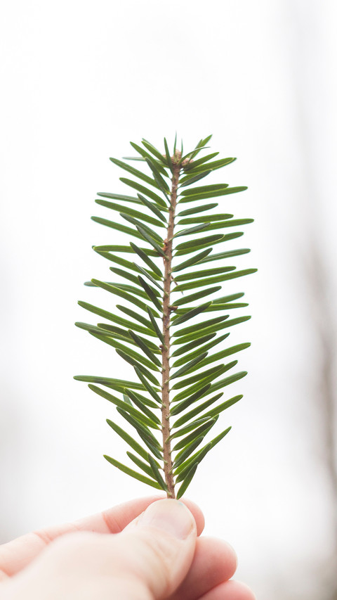 plant (1) preview