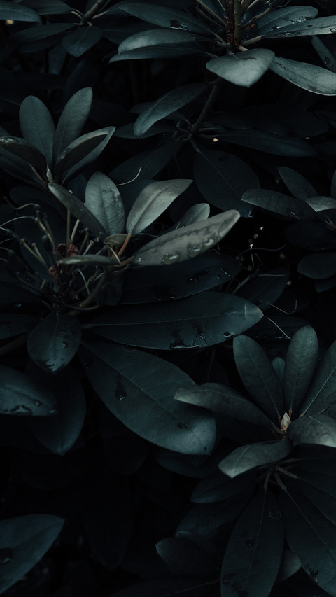 plant (2) preview