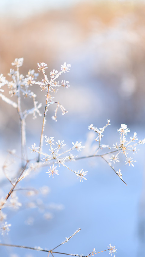 Winter details of the forest and field preview