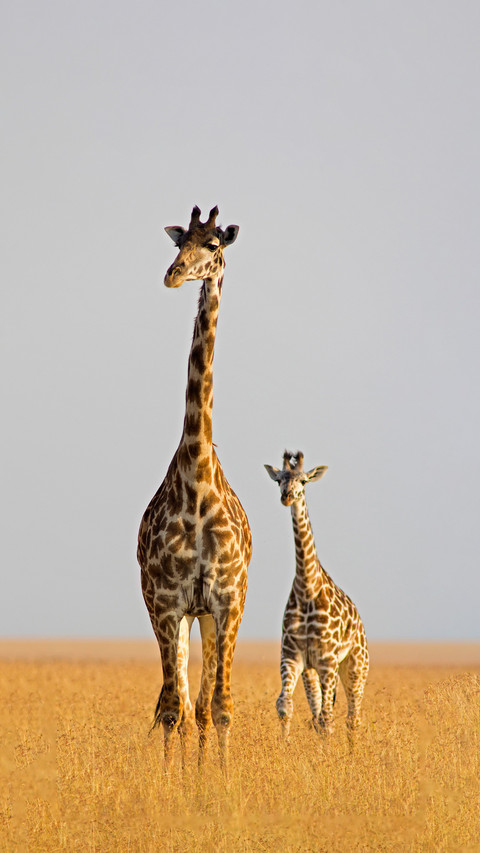 The mystery of giraffe heart rate preview