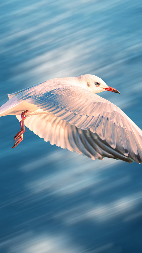 Soaring seagulls preview