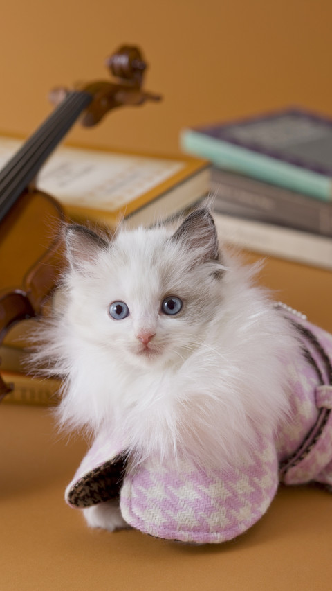 Do you like keeping puppet cats 37 preview