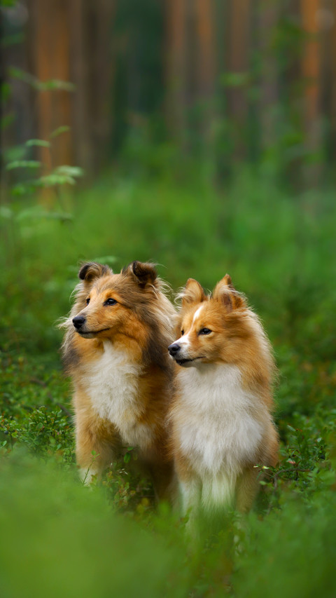 Two Dogs Sitting in The Grass preview