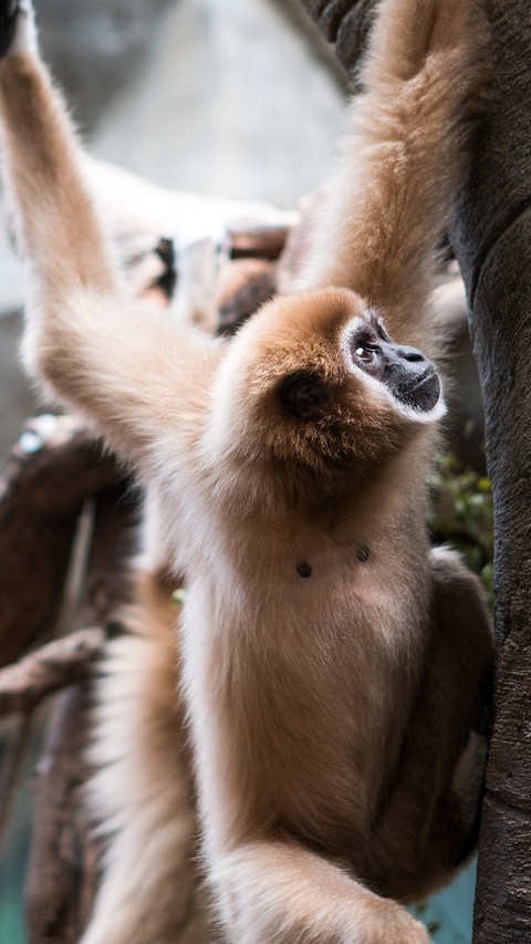 international_animal (1) preview