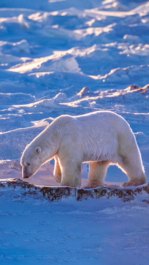 Wild polar bear preview