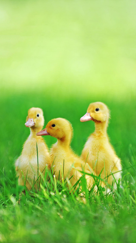 Cute duck-01 preview