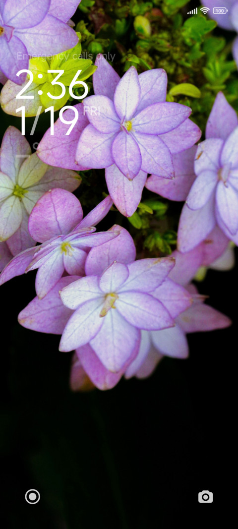 Wild Flower preview