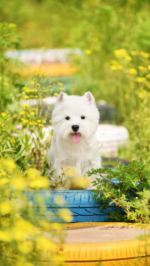 Tips for Bathing Dogs 2 preview