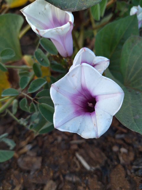 pink and white flower preview