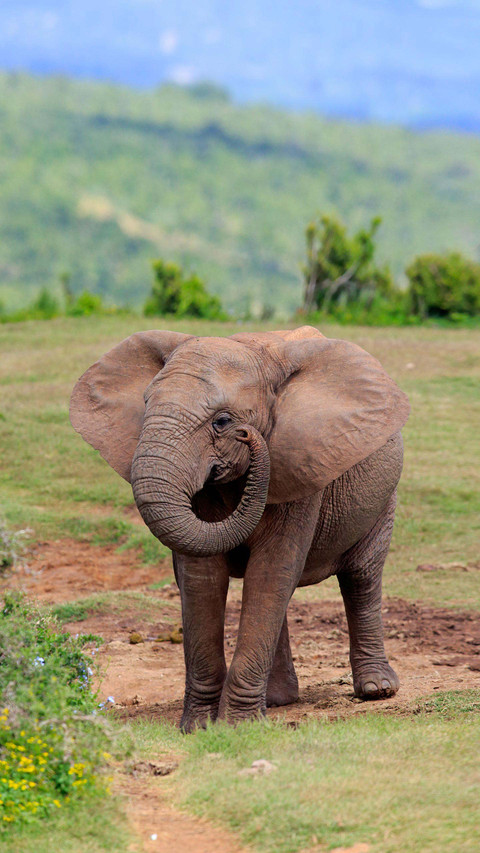How good is an elephants memory 47 preview