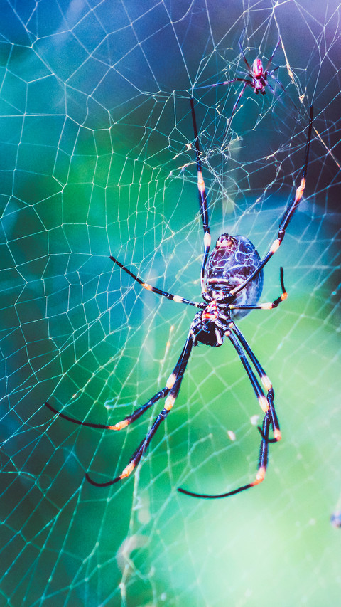 international_spider preview