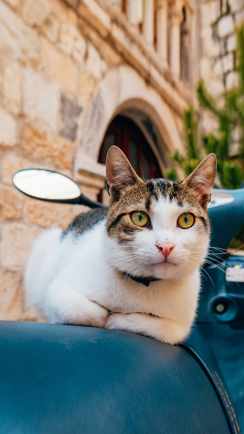 Cats in Istanbul 9 preview