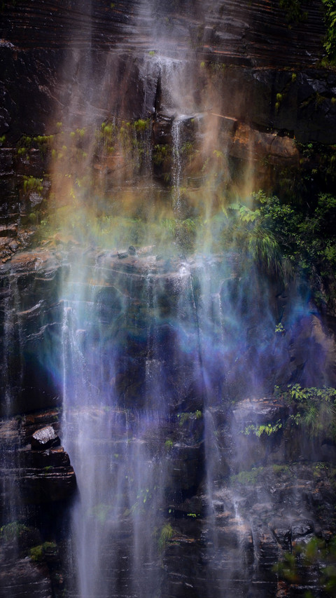 The dense foliage above the Rainbow Mist Waterfall preview