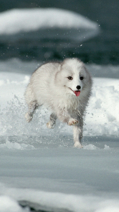 Snow elf arctic fox preview