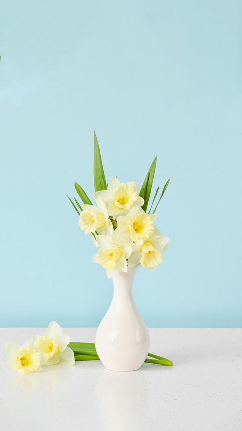 Vase with beautiful daffodils on table preview