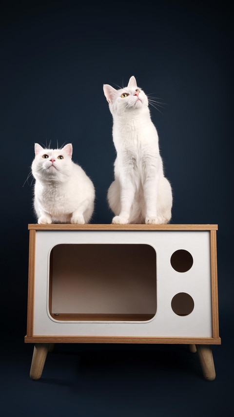 What a pleasant life to have a cat preview