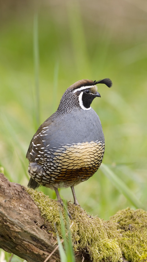 California quail callipepla californica canada preview