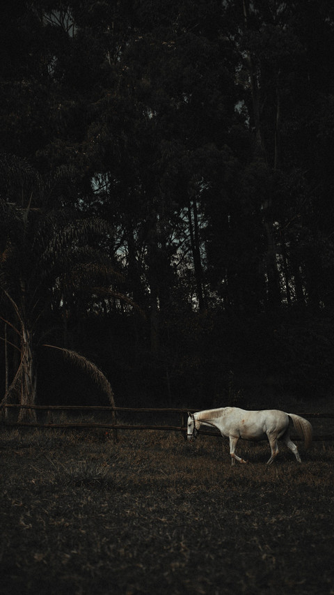 Horses4 preview