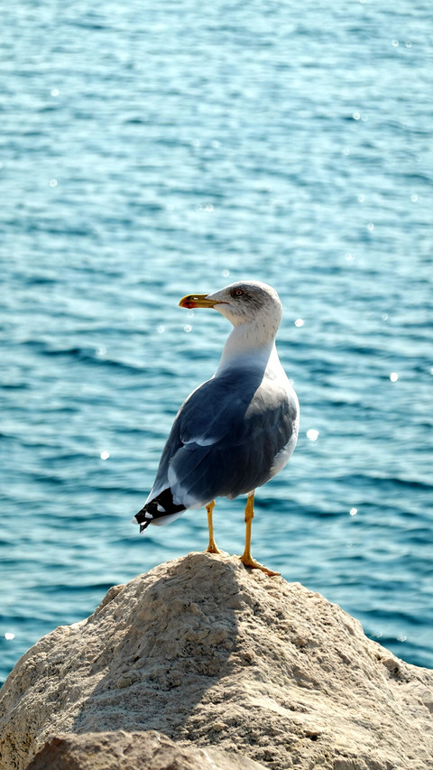 A seagull in Nice, the French Riviera preview