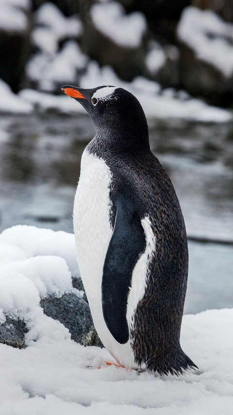 A Penguin Standing in The Snow preview