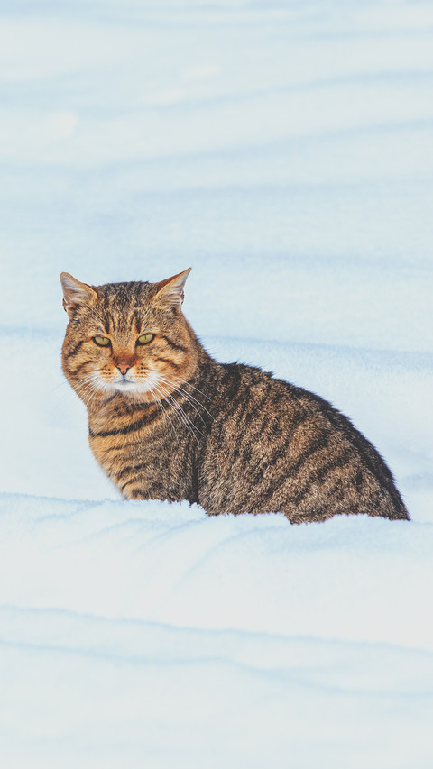 Covered with snow cat preview