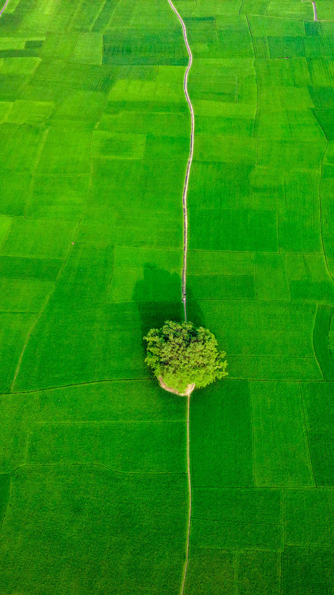 Scenery of rice fields in Bangladesh preview