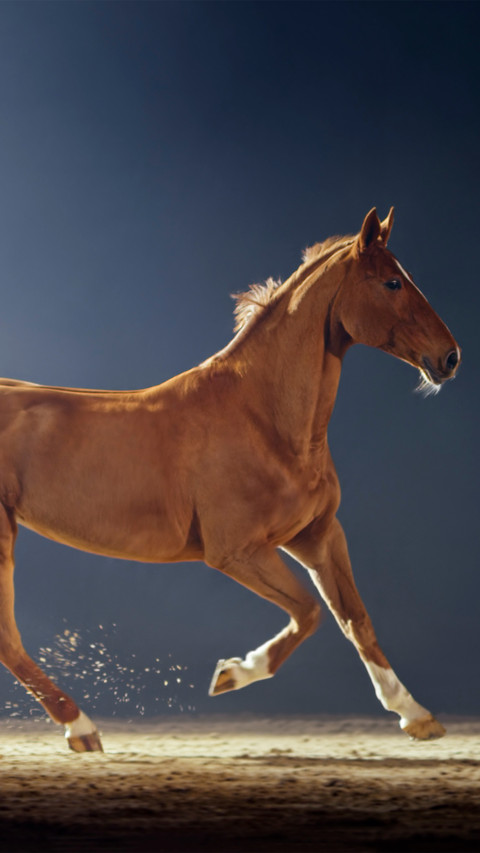A brown horse running in the riding gym preview