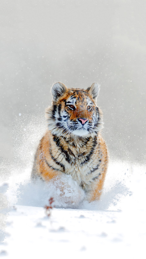 Mammal running in the snow preview