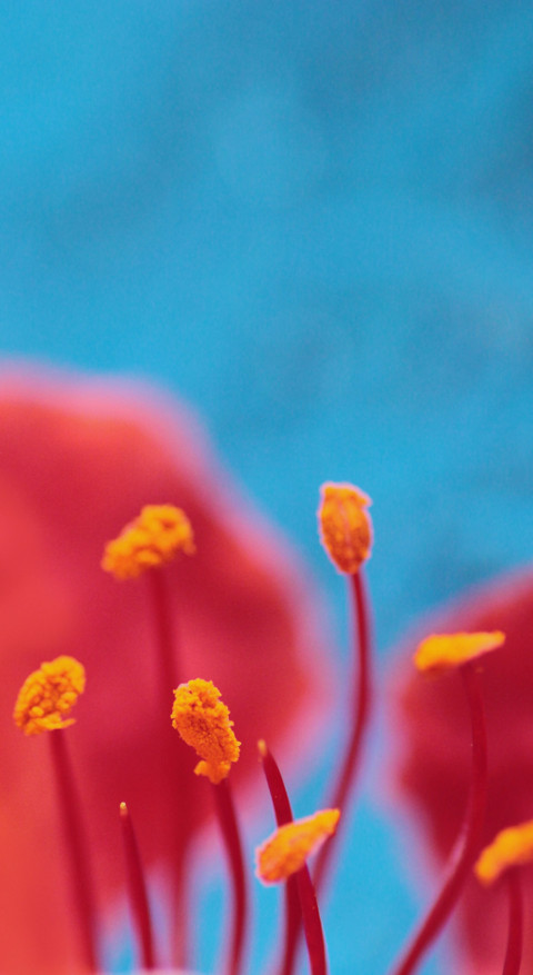 Macro Photography (7) preview