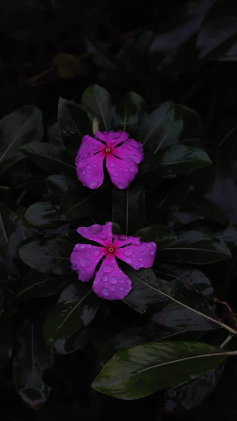 Pinkflow preview