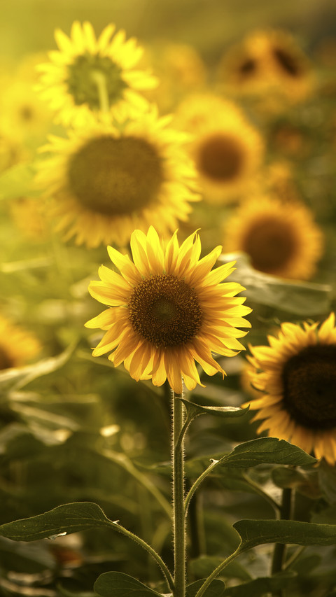 Sunflowers in Sun preview