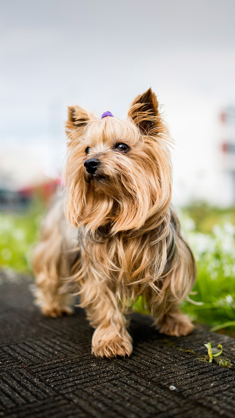 Yorkshire terrier 2 preview